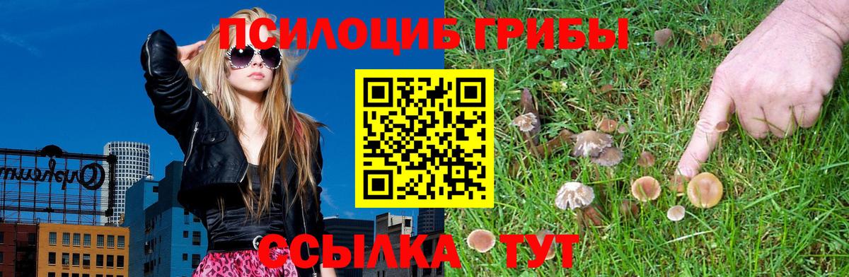 Благовещенск  купить  сайты  Вход с VPN  Галлюциногенные грибы GOLDEN TEACHER  Галлюциногенные грибы Psilocybine cubensis 